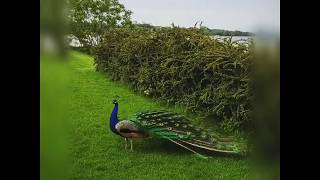 Павлин распустил хвост / Peacock fail