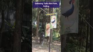 Sidkeong tulku bird park in pelling #rabdentse ruins #ytshorts #viral #trending #hrcfamilyvlogs