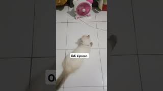 Kipas angin mini untuk kucing#cat #catlover #kucing #kucinglucu #cute #cutecat #odi #kucingimut