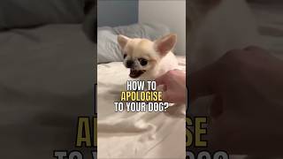 How to apologise to your dog? #dog #pet #interestingfacts #youdidntknow #doglover #facts