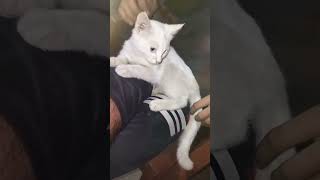 Cat #youtubeshorts #animal #cute #newsong #punjabisong #song