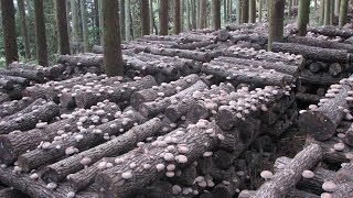 Как начать грибной бизнес ? Mushroom Shiitake