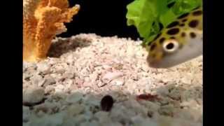 Green Spotted Puffer Hunting a Snail