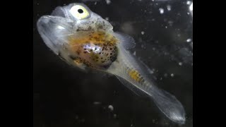 Uranoscopus spp.(pelagic stage Early Juveniles;stargazers)