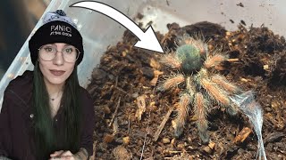 Trading SPIDERS for TARANTULA!.. Feeding crawfish, Bowser UPDATE, Hypno Toad finally WOKE UP & MORE