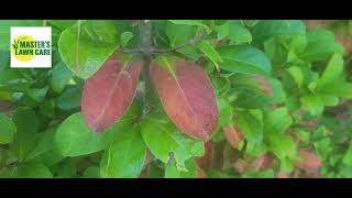 Why are my Viburnum leaves turning red?