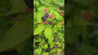 The Wild Black Raspberries Are Ready To Pick! #farmlife #shorts #berries #homesteading #diy #snacks