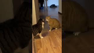 #cat #catlover #cats #catfight #pets #petlovers #shorts