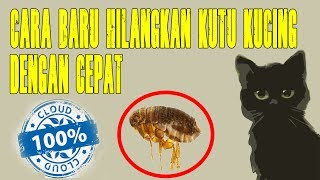 Cara Baru Hilangkan Kutu Kucing Dengan Cepat, Mudah Dan Murah | 100% Work