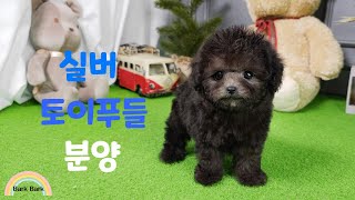 실버토이푸들 분양 [Silver Toy Poodle Puppy For Sale.]