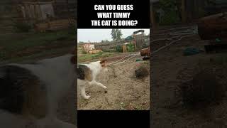 NINJA CAT gives dog a fright🤣 #shorts