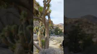 Hidden Valley - Joshua Tree National Park #shorts #roadtosomethingnew