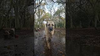 So muddy! #ilovemydog #bigdog #kangal #anadoluçobanköpeği #anatolianshepherd #dog