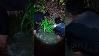 Ternyata sarang buaya | Jaring ikan masheer disungai