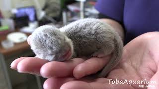 《鳥羽水族館》コツメカワウソに赤ちゃんが誕生！