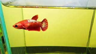 Betta cod. 645 #betta #acquarium #fish www.lamangrovia.com