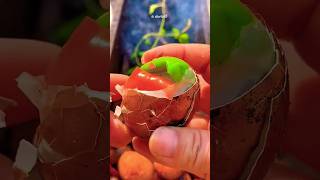 Balut eggs are super delicious p535 #asmr #mukabang #funny