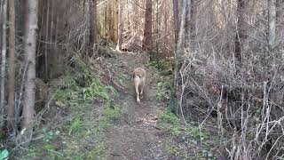 Another Mine Rd Trail - North Island Trails