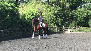 Nika Vorster and Chulo - training at home 2018