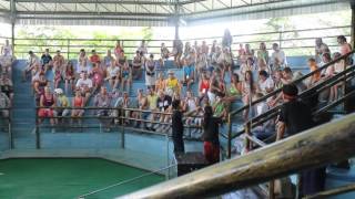 Таиланд. Pattaya Snake Show, Thailand /Змеиное шоу в Паттайе