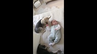 Deep Love Story Of Cute Kid Puppy #shorts #youtubeshorts #shortsvideo #funnydoggydog #shortsfeed