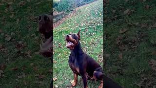 Doberman Dog, Doberman Pinscher, European Doberman, Puppy, Perro Doberman, American Doberman, Dobie