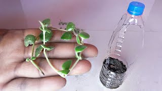 Dischidia plant growing in plastic bottle || Dischidia plant grow new idea.