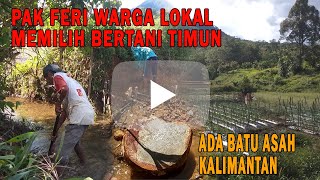 Bertani Timun || Cara Merawat Timun Agar Berbuah Lebat