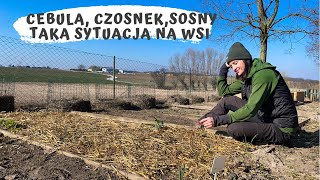 Cebula, czosnek, sosny;) Odkręcam wodę na sezon i zaczynam pracę na całego‼️