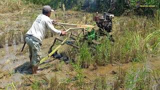 traktor sawah quick impala garap sawah bebatuan dan ber rumput lebat