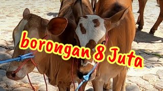 Harga Sapi 8 juta dapat 2 ekor