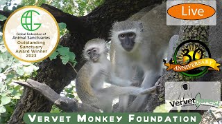 Live from the Foundation: The Daily Lives of Our Resident Monkeys 8am GMT  1-9-2024