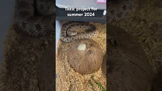 Breeding project Toxic hognose for 2024 summer.