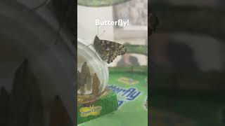 Butterfly’s have come out @InsectLoreProducts  #cool #butterfly #nature