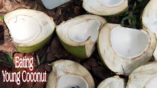 Eating Young Coconut