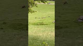 Observación de Vida Silvestre: Encuentro con Rupicapra rupicapra en el Bosque