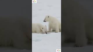 Facts About Polar Bears That you won't believe! #!shorts #shortsfeed #facts #weirdanimals #mystery