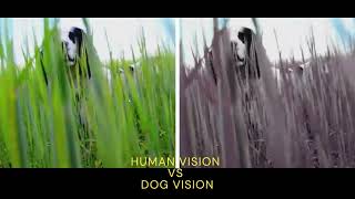 HUMAN VISION VS DOG VISION - TECHNEX 2022