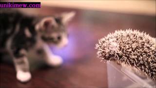 KITTEN MEETS A HEDGEHOG cutness factor 5