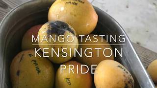 Florida Grown Kensington Pride Mango Tasting