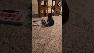 bunny rabbit playing. #bunny #rabbit #play #kids #kidsvideo