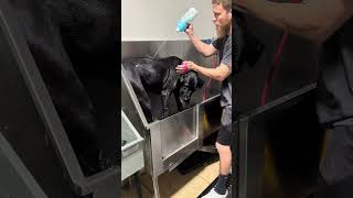 Never expected to see this mix 🐶 #greatdane #canecorso #dogbath #dog #tutorial