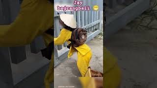 Funny Monkey Shorts Video #shorys #funnyvideo #viralvideo