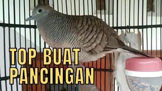 PANCINGAN PERKUTUT MALAS BUNYI