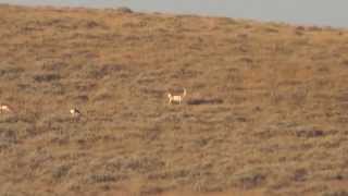 Long Range Hunting: 2015 Wyoming Antelope