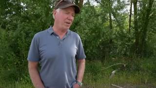 Emerald Ash Borer emerges in Longmont