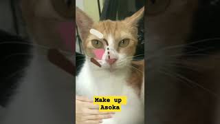 Kucing makeup Asoka,! #asokamakeup #shorts #cuteanimal