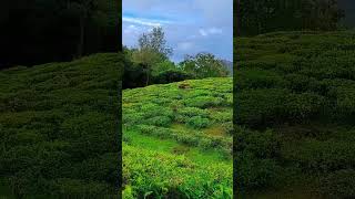 jungali 🦬 buffaloes @short video Ooty