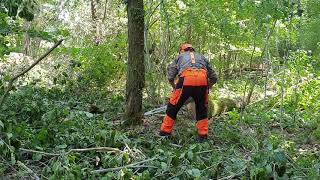 Coupe d'un arbre mort par Olivier stagiaire au CFPPA de Bougainville