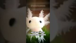 Beautiful Axolotl #naturecamses #shorts